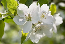 Apple, Malus domestica 'Discovery'.