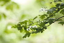 Hawthorn, Crataegus.