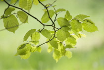 Hazel, Cob-nut, Corylus avellana.