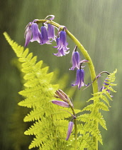 Bluebell, English bluebell, Hyacinthoides non-scripta.