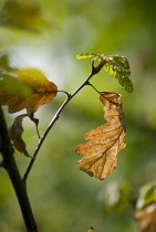 Oak, Sessile oak, Quercus petraea.