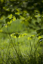 Hazel, Cob-nut, Corylus avellana.