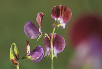 Sweetpea, Lathyrus odoratus 'Matucana'.