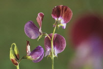 Sweetpea, Lathyrus odoratus 'Matucana'.