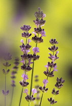 Lavender, Lavandula augustifolia.