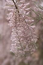 Tamarisk, Tamarix tetrandra.