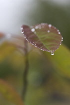 Snowymespilus, Amelanchier lamarckii.