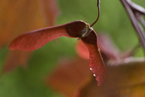 Maple, Red Maple, Acer platanoides 'Crimson King'.