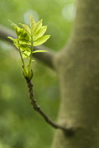 Ash, Fraxinus excelsior.