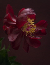 Peony, Paeonia.