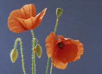 Poppy, Papaver rhoeas.