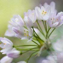 Allium, Allium neapolitanum.