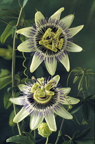 Passion flower, Passiflora caerulea.