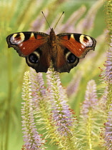 Veronica, Veronicastrum vitginicum 'Fascination'.