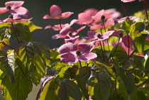 Dogwood, Flowering, Cornus Kousa 'Satomi'.