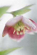 Hellebore, Helleborus.