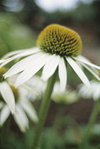 Echinacea, Purple coneflower, Echinacea purpurea 'White Lustre'.