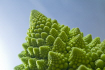 Romanesco, Brassica oleracea.