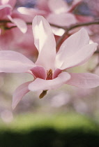 Magnolia.