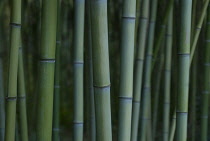 Bamboo, Beautiful bamboo, Phyllostachys decora.