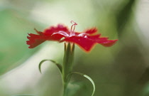 Pink, Dianthus.