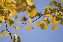 Gingko, Maidenhair tree, Gingko biloba.