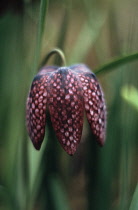 Fritillary, Snake's head fritillary, Fritillaria meleagris.