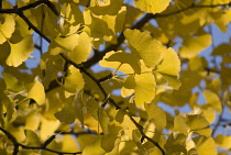 Gingko, Maidenhair tree, Gingko biloba.