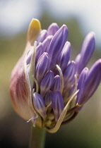 Agapanthus.