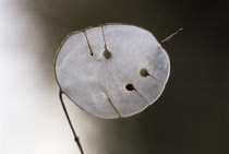 Honesty, Lunaria annua.