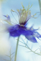 Love-in-a-mist, Nigella damascena-.