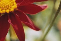 Dahlia.