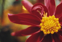 Dahlia.