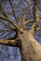 London Plane, Platanus acerifolia.