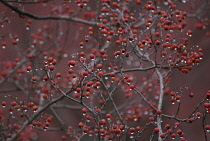 Rowan, Sorbus aucuparia.