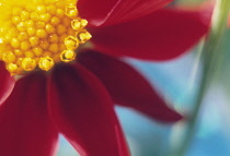 Dahlia.