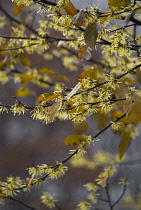 Witch Hazel, Hamamelis.