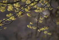 Witch Hazel, Hamamelis.