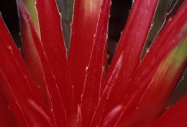 Bromeliad, Guzmania.