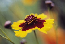 Coreopsis.