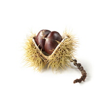 Chestnut, Sweet chestnut, Castanea sativa.