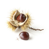 Chestnut, Sweet chestnut, Castanea sativa.