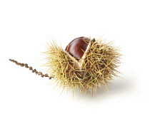 Chestnut, Sweet chestnut, Castanea sativa.