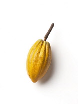 Cocoabean, Theobroma cacao.