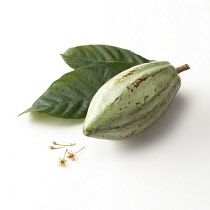 Cocoabean, Theobroma cacao.