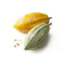 Cocoabean, Theobroma cacao.