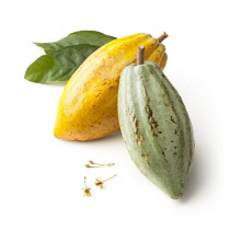 Cocoabean, Theobroma cacao.