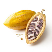 Cocoabean, Theobroma cacao.