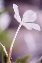 Plumbago, Ceratostigma.