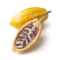 Cocoabean, Theobroma cacao.